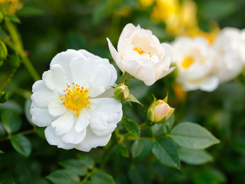 Bienenweide-R-We-iss-7 Bodendeckerrose 'Bienenweide-Weiß' ® - Tantau