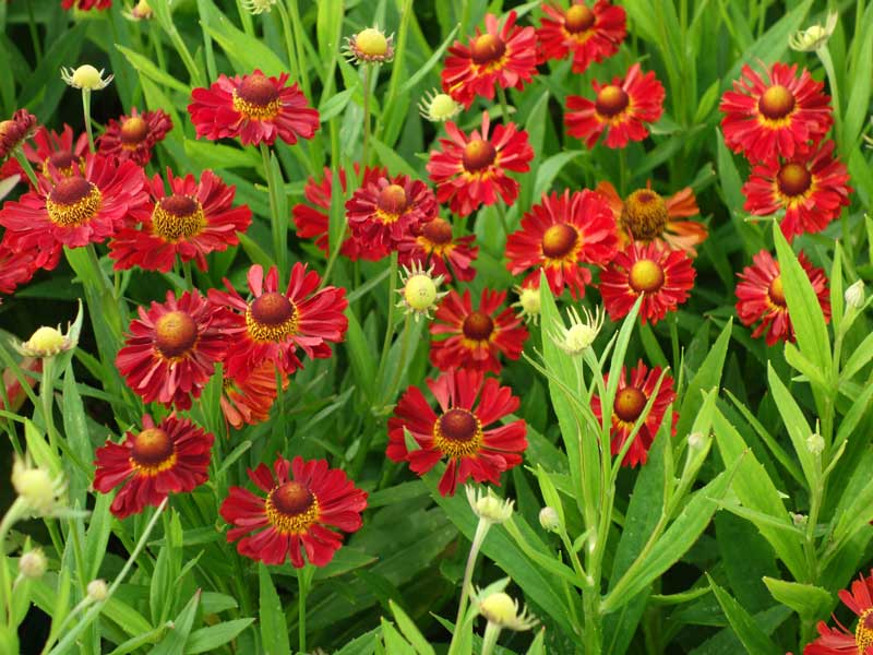 Purpurrote Garten-Sonnenbraut 'Ranchera'