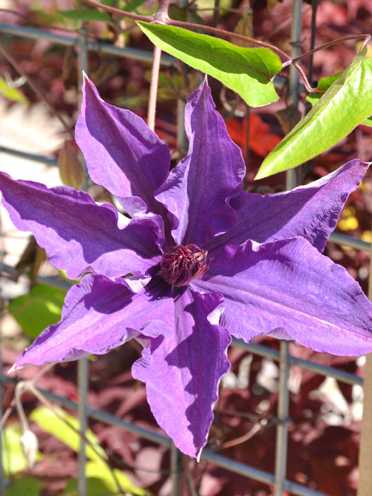 waldrebe-the-president Blüte der Clematis 'The President'