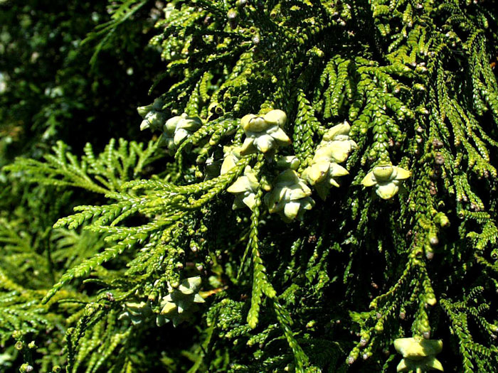 hibalebensbaum Nadeln und Zapfen vom Hibalebensbaum