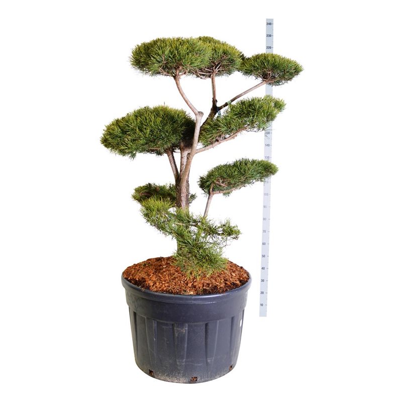 pinus-syl-bonsai-125-150 Pinus sylvestris - Bonsai , XXL-Produkt