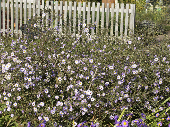 blauschleier-aster