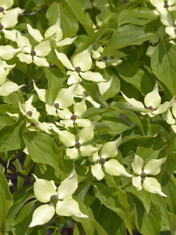 Cornus kousa Madame Butterfly