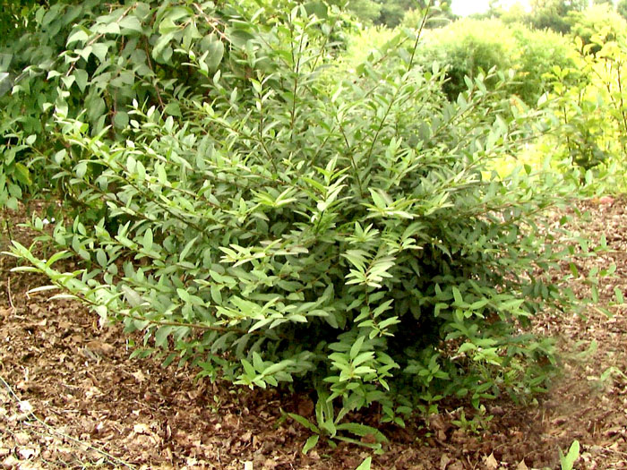 ligustrum-lodense55599e5d0f1b2 Zwergliguster Strauch