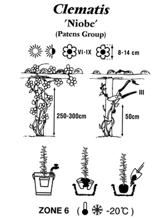 clematis-niobe Pflanz- und Pflegeanleitung