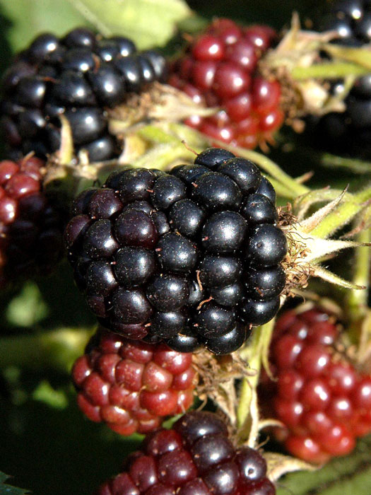 Brombeere 'Black Satin'