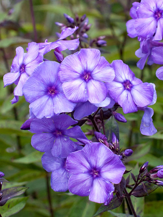 phlox-blue-paradise Phlox paniculata 'Blue Paradise', Flammenblume, Sommerphlox