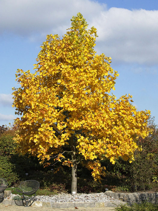 liriodendron-tulipifera Liriodendron tulipifera, Tulpenbaum