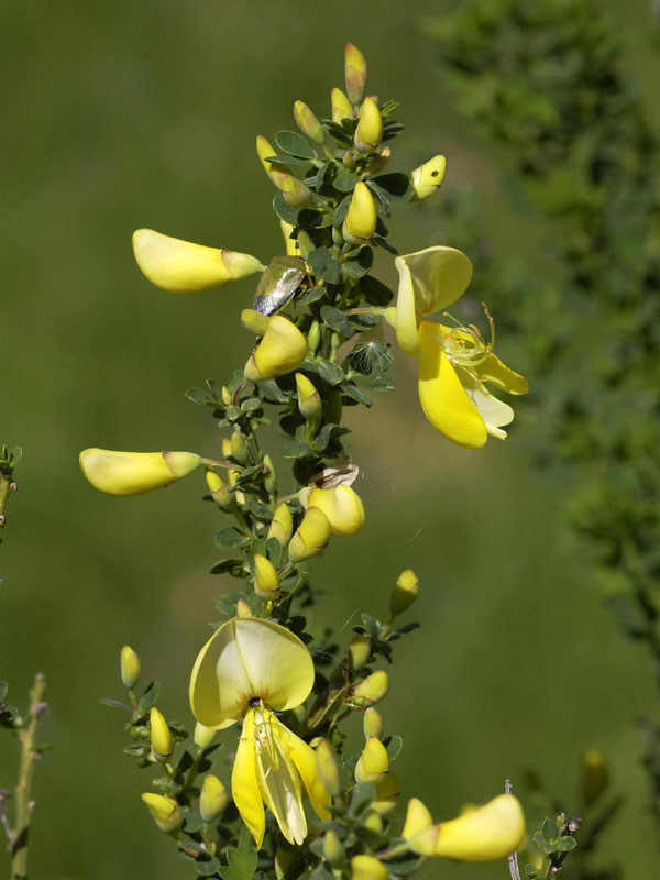Cytisus scoparius 'Luna', Edelginster Cytisus scoparius 'Luna', Edelginster