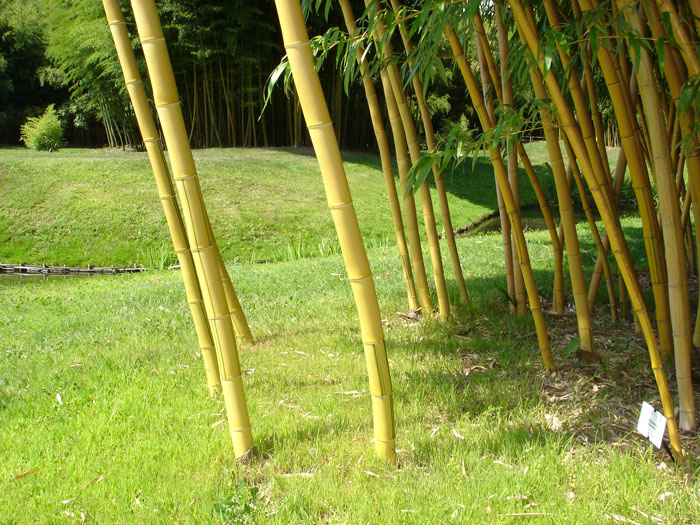 phyllostachys-aureocaulis-trieb55599e50e323f Phyllostachys vivax aureocaulis, Zauber-Bambus