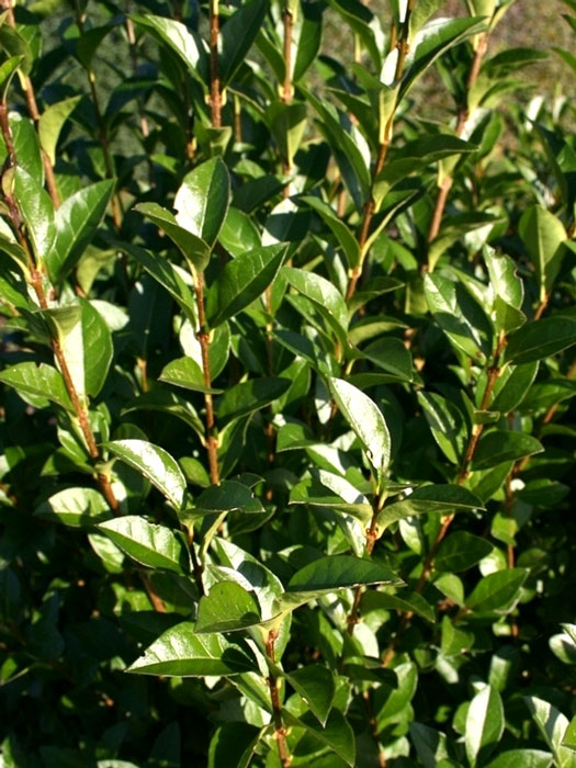 Trieb eines Ligustrum ovalifolium