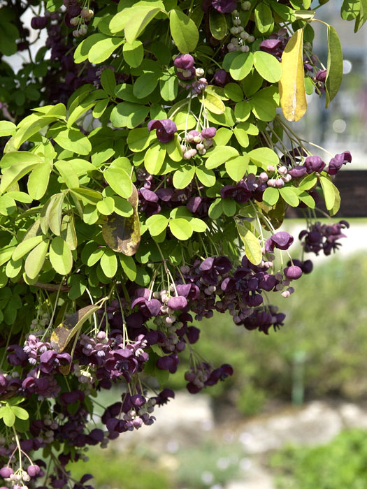 akebie Blatt und Blüte der Klettergurke