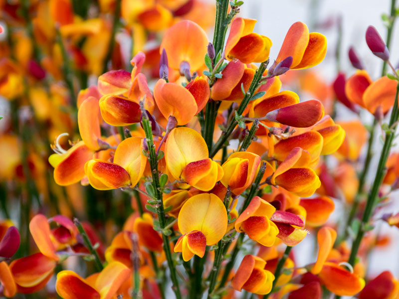 Cytisus scoparius 'Erlkönig', Edelginster Cytisus scoparius 'Erlkönig', Edelginster