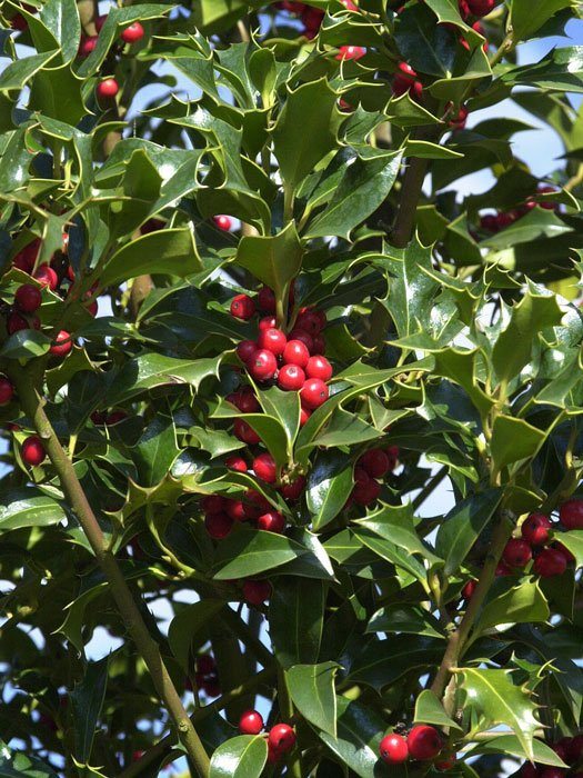 stechpalme-alaska Stechpalme Alaska Blatt