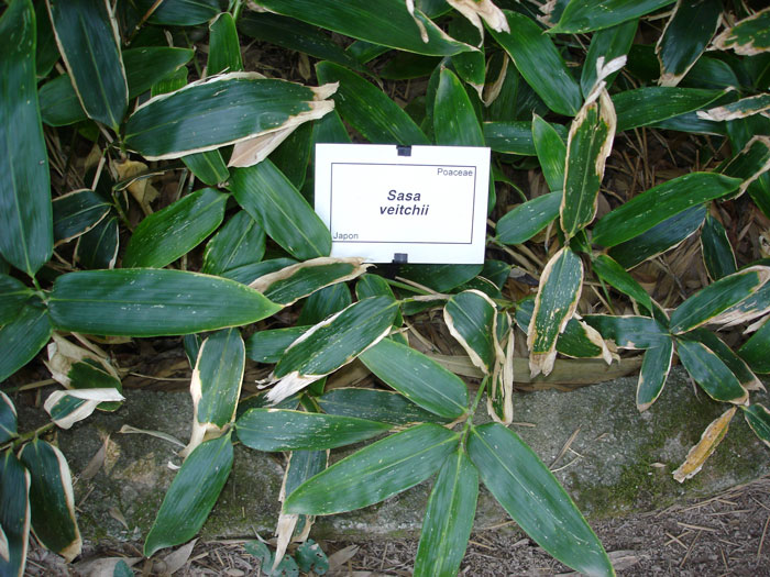 breitblaettriger-zwergbambus