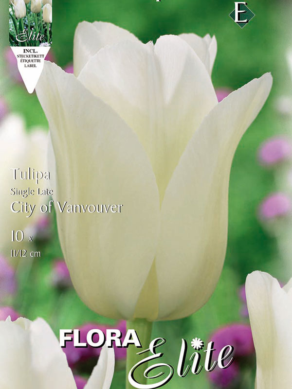 Tulpe-City-of-Vanvouver Tulpe City of Vancouver