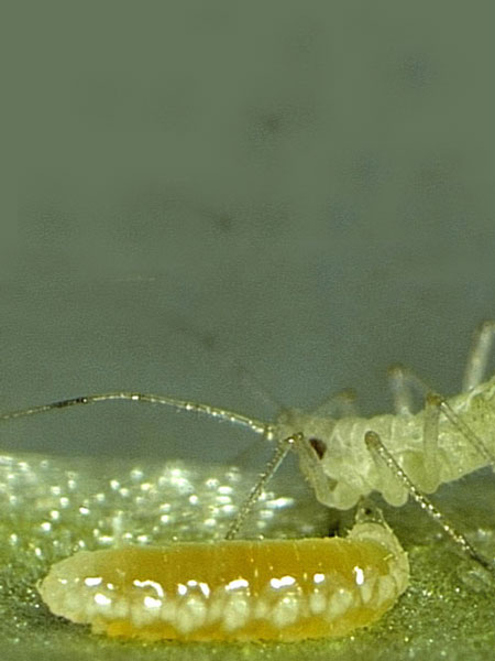aphidoletes_muecke_larve_80529_1