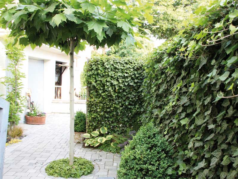 Efeu-Heckenelement im Hof mit einer Kugelplatane