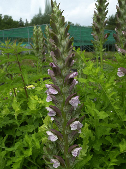 Acanthus hungaricus, Balkan-Bärenklaue, Stachelähre Acanthus hungaricus, Balkan-Bärenklaue, Stachelähre