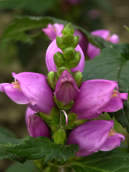 chelone-obliqua Chelone obliqua, Schlangenkopf