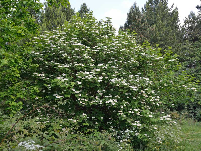 Viburnum opulus Wuchsverhalten
