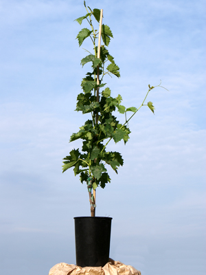 blauer-portugieser-topf