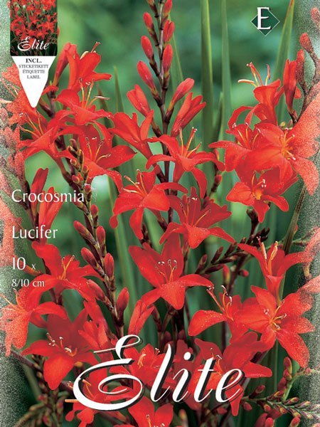 crocosmia_lucifer_79053_0