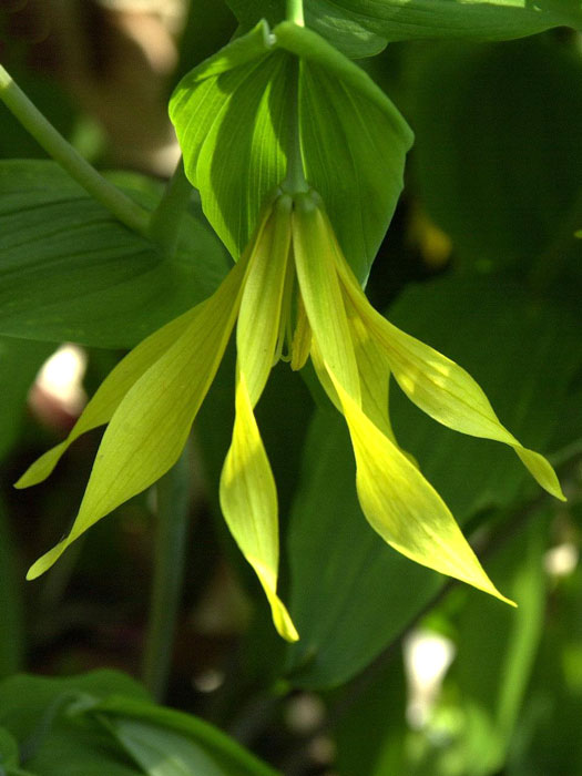 uvularia-grandiflora Uvularia grandiflora, Hänge-Goldglocke