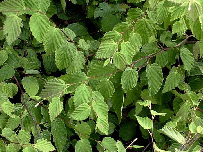 corylopsis-pauciflora-blatt Zahlreiche Laubblätter