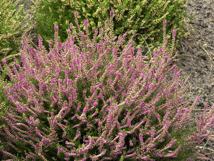 calluna-allegro Kräftiger, buschiger Wuchs der Besenheide 'Allegro'