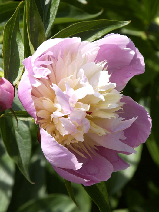 paeonia-bowl-of-beauty Paeonia x lactiflora 'Bowl of Beauty', Edel-Pfingstrose