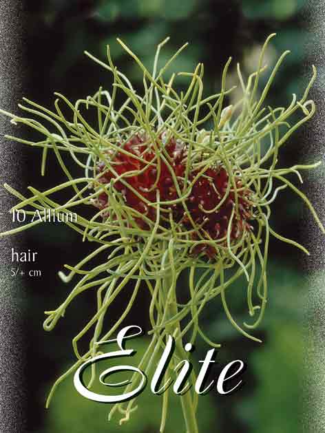 allium_hair Allium 'Hair' (Art.Nr. 596308)
