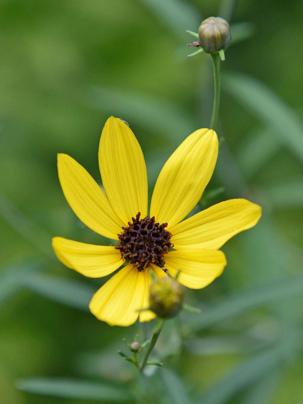 Nahaufnahme einer gelben Bluete eines Coreopsis tripteris