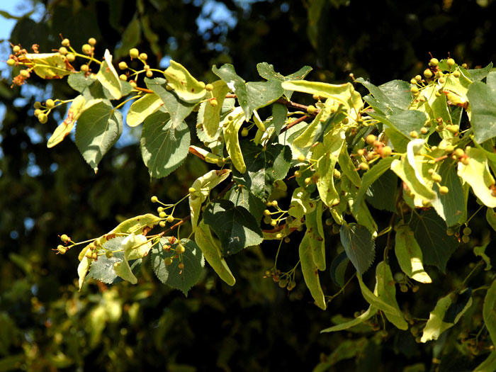winterlinde55599c1c37f08 Tilia cordata, Winterlinde