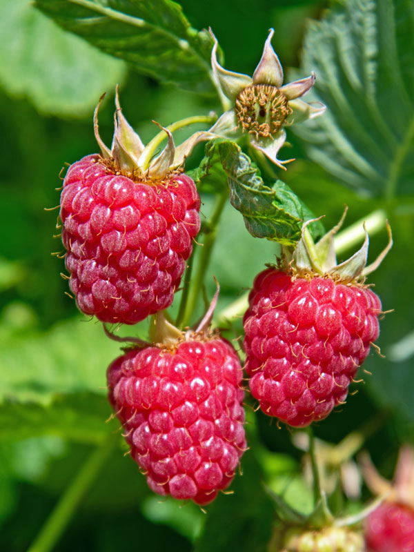 Beeren der Herbsthimbeere Himbo Top