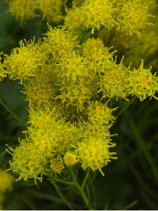 aster-linosyris