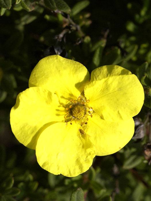 fingerstrauch-hachmanns-gigant Hachmanns Gigant Blüte