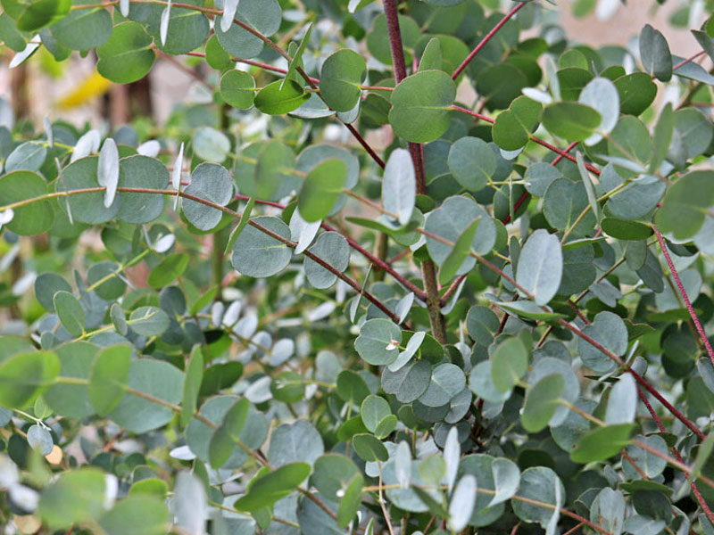 Blaetter eines Eukalyptus-Strauches