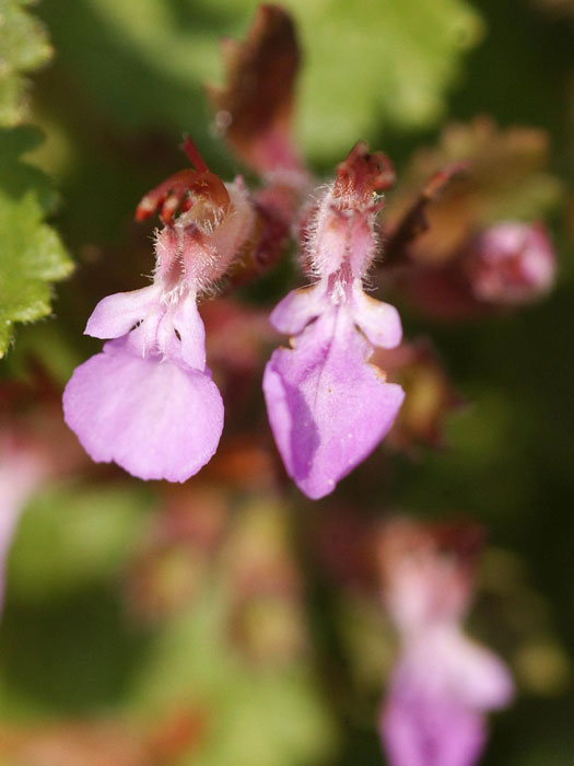 gamander Teucrium x lucidrys (syn. chamaedrys hortensis)  (M), Edel-Gamander, immergrüner Gamander, Zauberblume