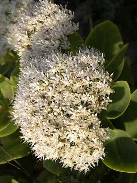 sedum-iceberg Sedum spectabile 'Iceberg', Hohe Fetthenne, Fettblatt