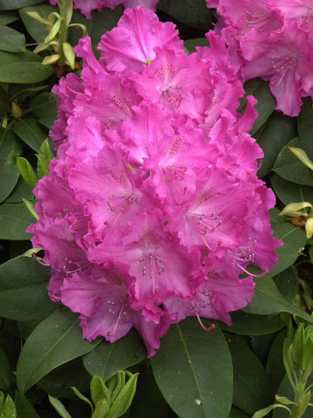 rhodo-germania Rhododendron 'Germania'