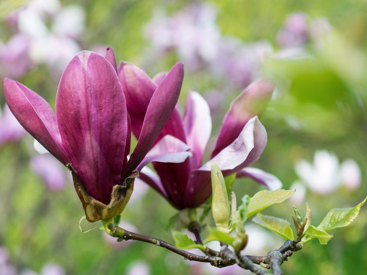 magnolie-vulcan Magnolia Vulcan, Magnolie