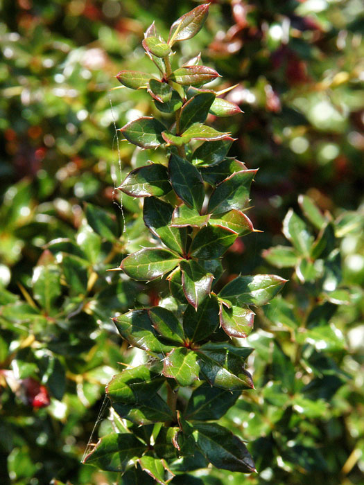 warzenberberitze-blatt Triebspitze der Warzenberberitze