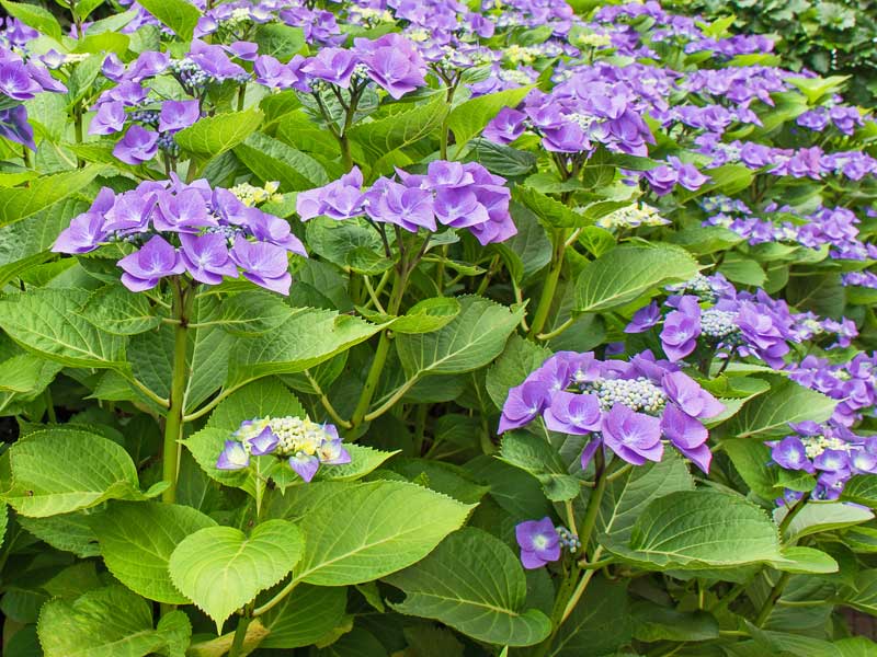 Strauch einer Hydrangea Blaumeise
