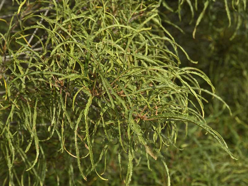 Blaetter des Rhamnus frangula Asplenifolia
