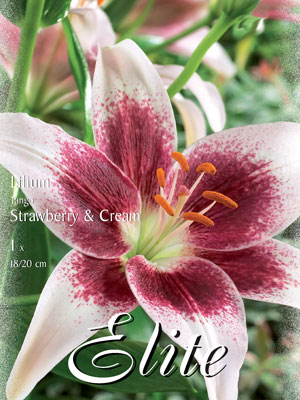 4_tango_strawberry_-_cream_76080_0 Asiatische Lilien-Hybride 'Tango Strawberry and Cream', Lilium (Art.Nr. 521682)