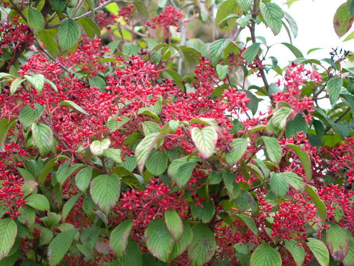 viburnum-watanabe-beeren Japanischer Zwergschneeball Fruchtstand