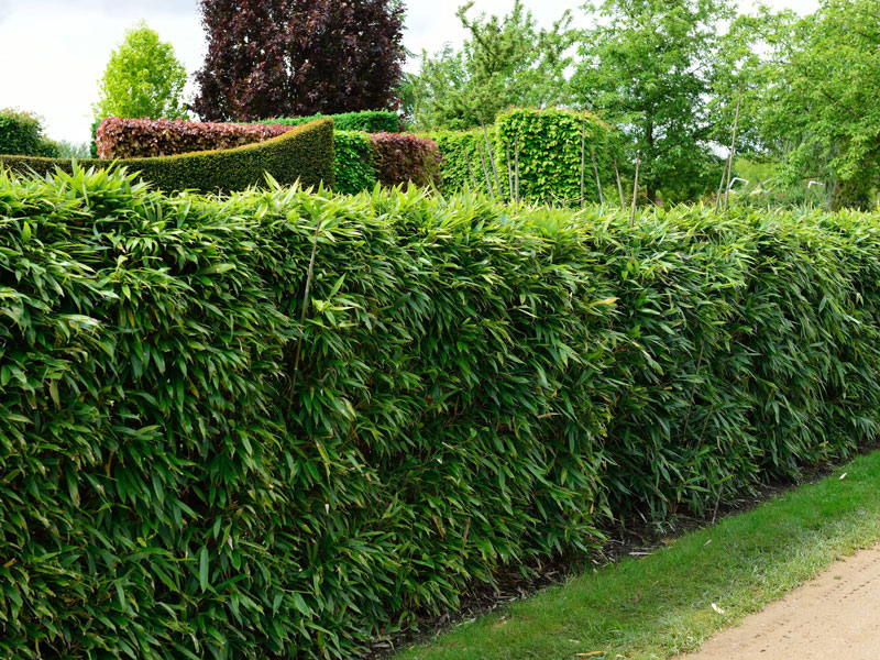 pseudosasa-japonica-hecke Pseudosasa Hecke