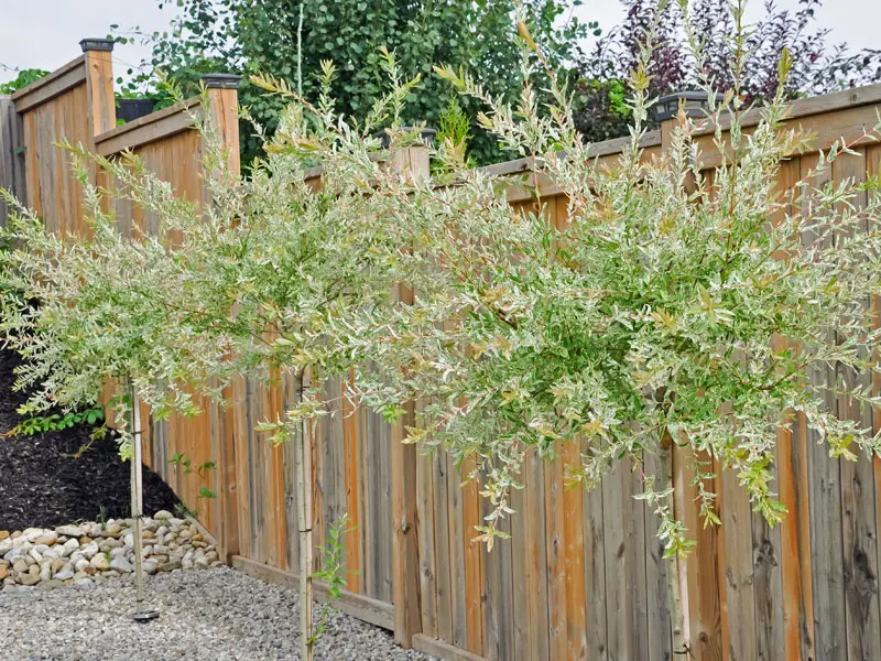 Salix integra Hakuro Nishiki, Japanische Weide Salix integra Hakuro Nishiki, Japanische Weide