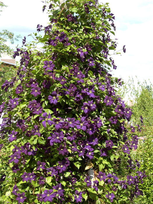clematis-etoile-violette Die Clematis 'EtoileViolette' in ganzer Schönheit